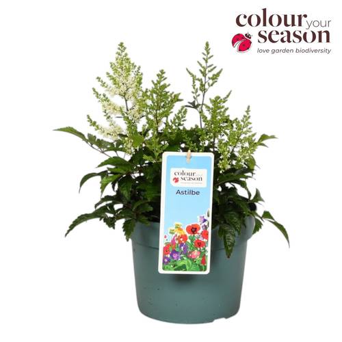 Astilbe creme/weiss Arendsii T19 H050