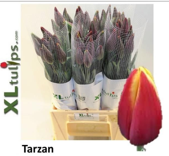 Franz.rot/gelb Tarzan 48 Gramm 50cm