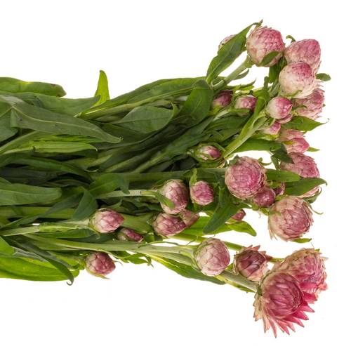 Helicrysum fuchsia 55cm
