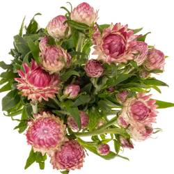 Helicrysum fuchsia 55cm