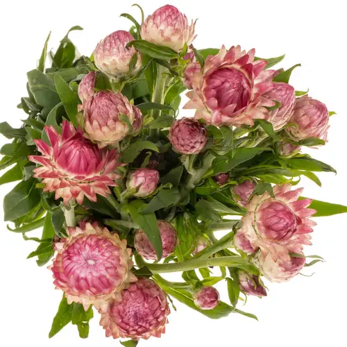 Helicrysum fuchsia 55cm