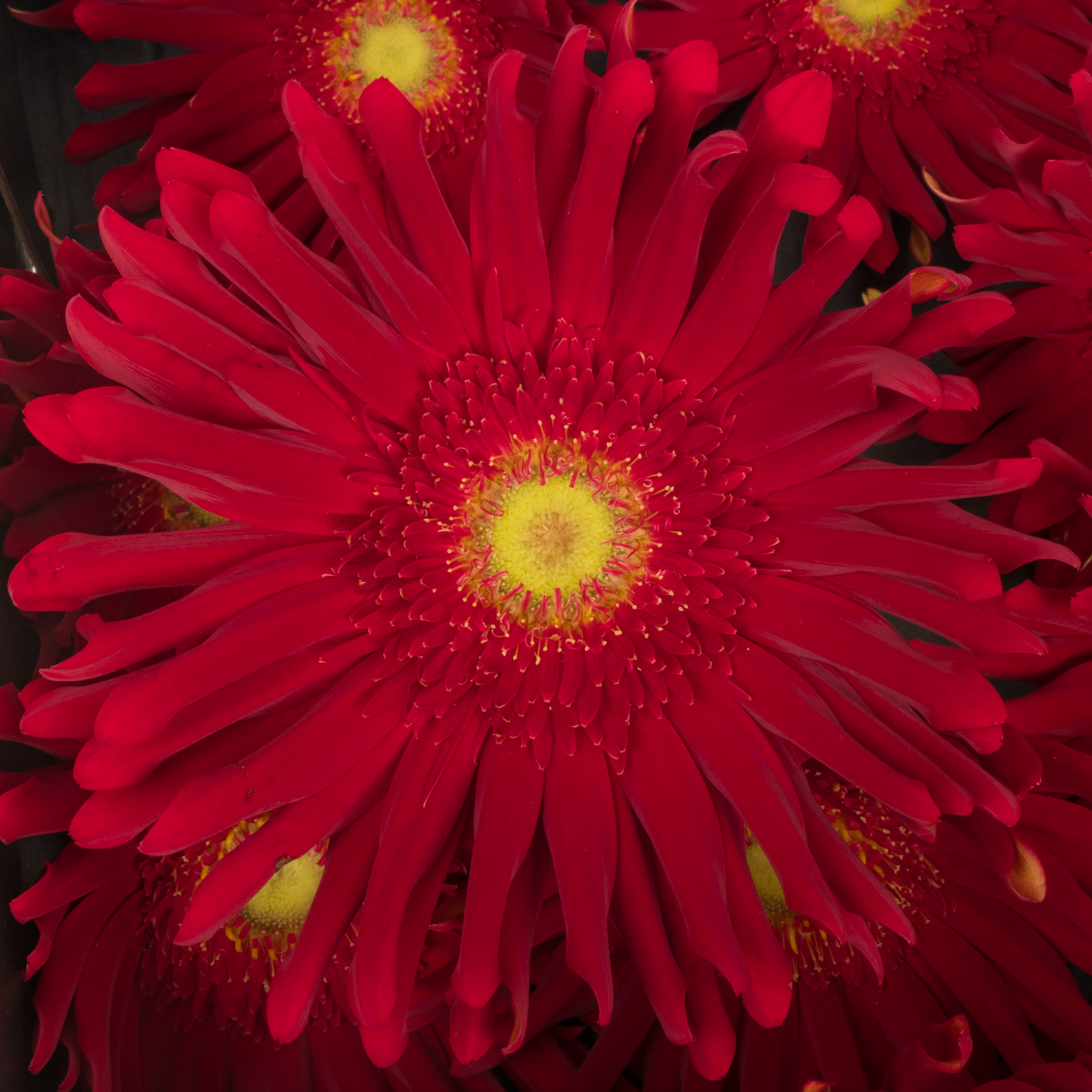 Gerbera rot Pasta Brenn