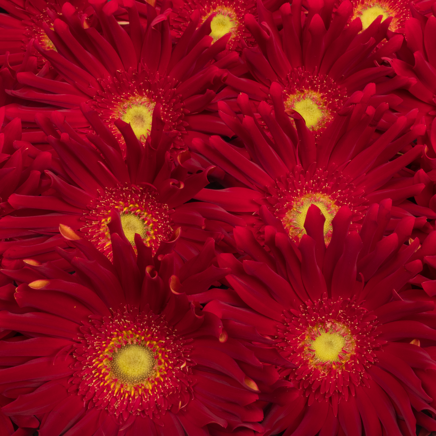 Gerbera rot Pasta Brenn