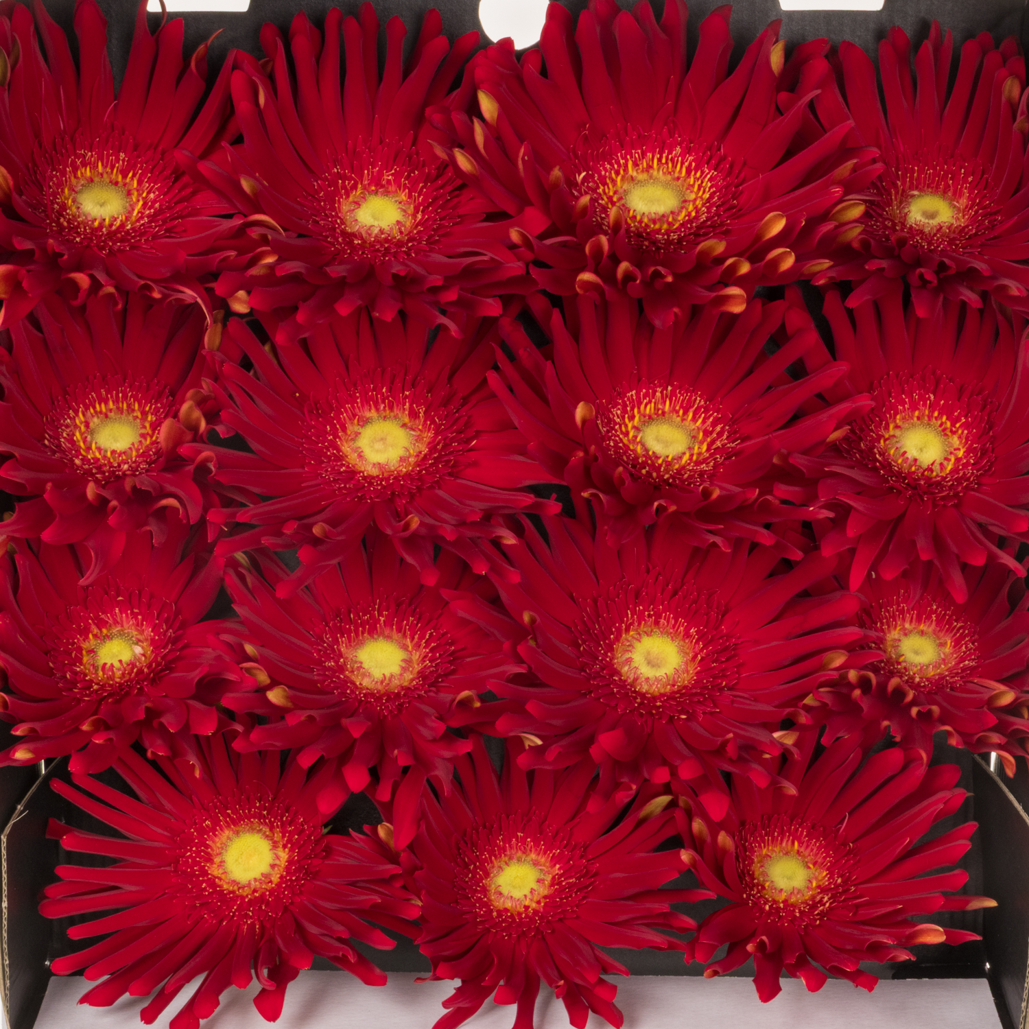 Gerbera rot Pasta Brenn