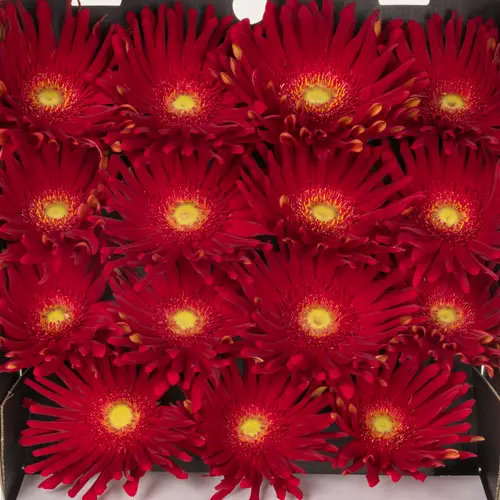 Gerbera rot Pasta Brenn