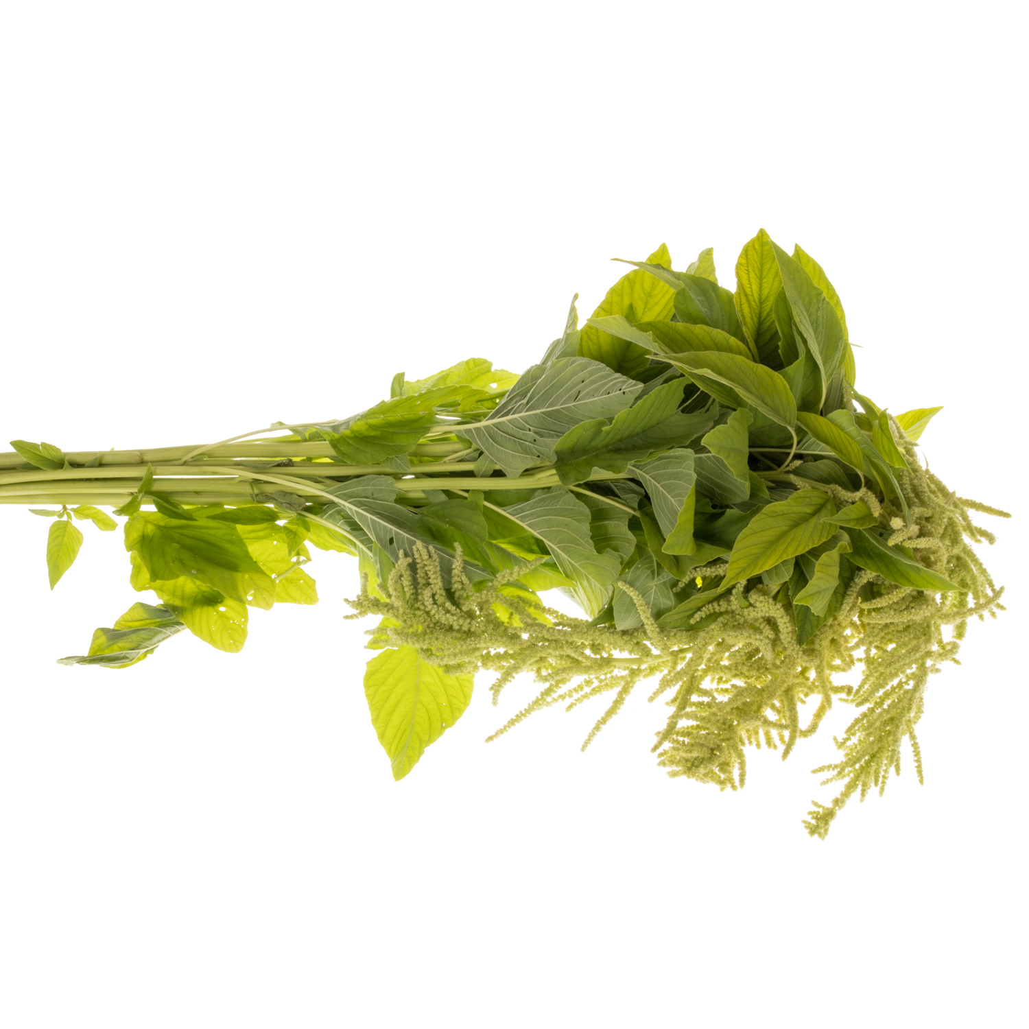 Amaranthus hang hell grün Viridis 75cm