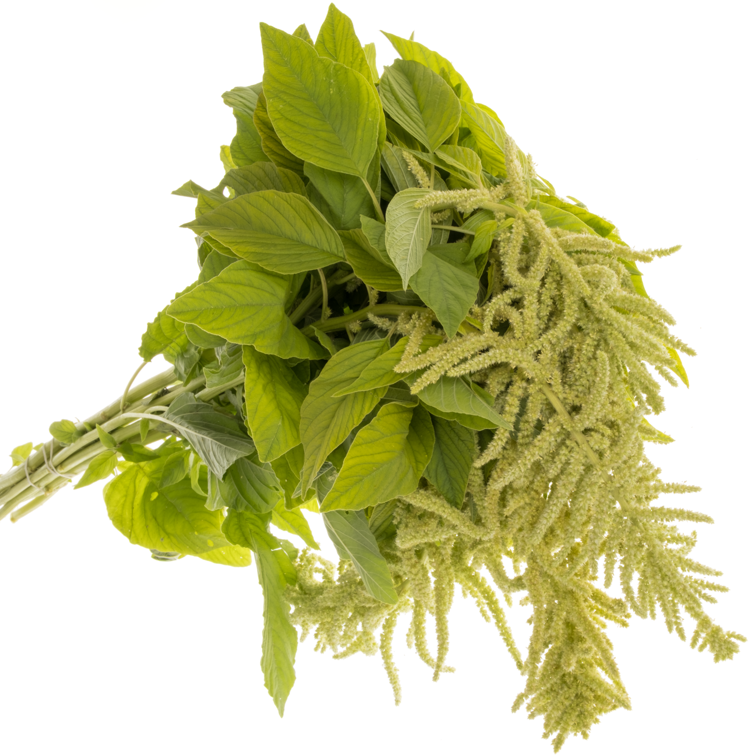 Amaranthus hang hell grün Viridis 75cm
