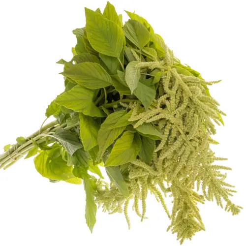 Amaranthus hang hell grün Viridis 75cm