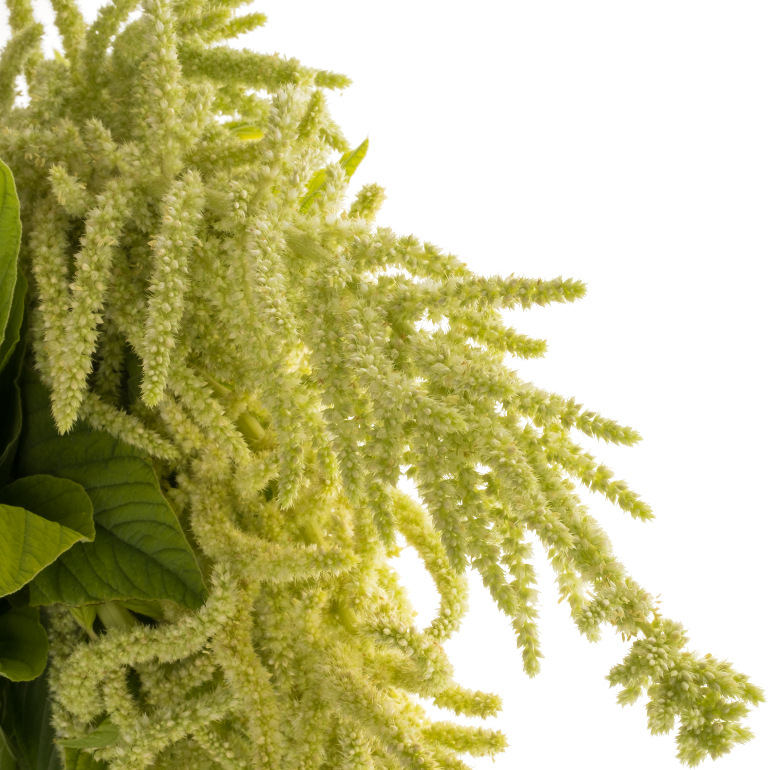 Amaranthus hang hell grün Viridis 75cm