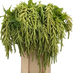 Amaranthus grün hang Viridis 75cm
