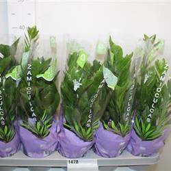 Zamio 3-4 Schnapch. Von Uhr T12 H40