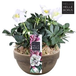 Helleb.weiss Niger im Keramik T24 H30