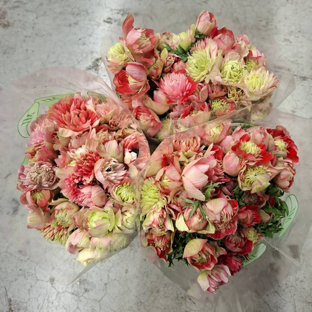 Anemone rosa/rot Fullstar Bright Rose Israel 35cm x 50