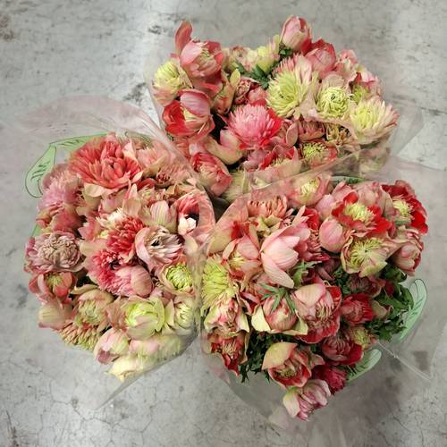 Anemone rosa/rot Fullstar Bright Rose Israel 35cm x 50