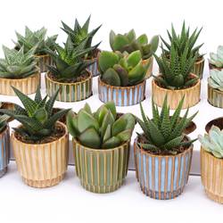 Sukkulenten mix Im Nara Übertopf T07 H009