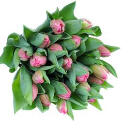 Tulpe pink doppel Marvel Triflor 30 Gramm