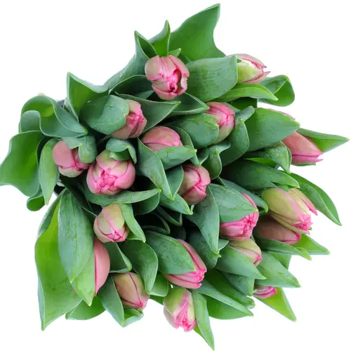 Tulpe pink doppel Marvel Triflor 30 Gramm