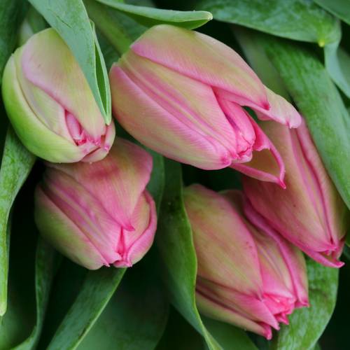 Tulpe pink doppel Marvel Triflor 30 Gramm