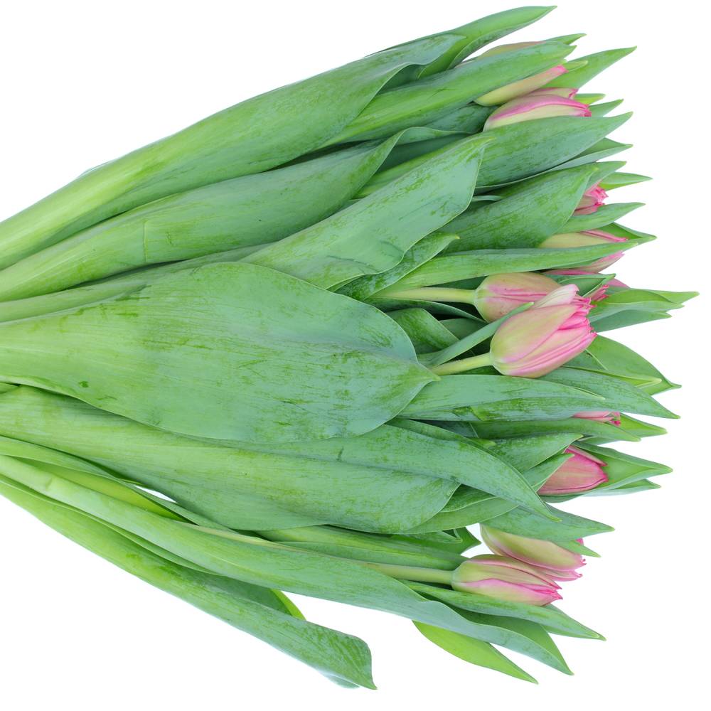 Tulpe pink doppel Marvel Triflor 30 Gramm