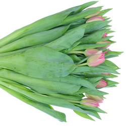 Tulpe pink doppel Marvel Triflor 30 Gramm