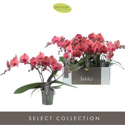 Phal.2-R rot Tablot Spritz T12 H040
