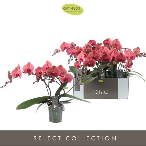 Phal.2-R rot Tablot Spritz T12 H040