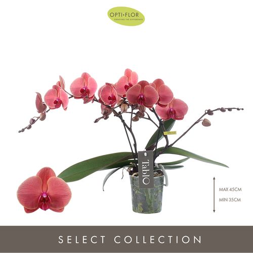Phal.2-R rot Tablot Spritz T12 H040