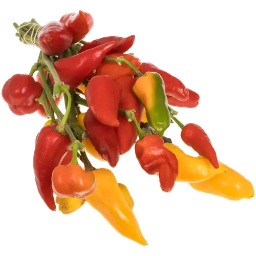 Zierpfeffer Mix 75cm