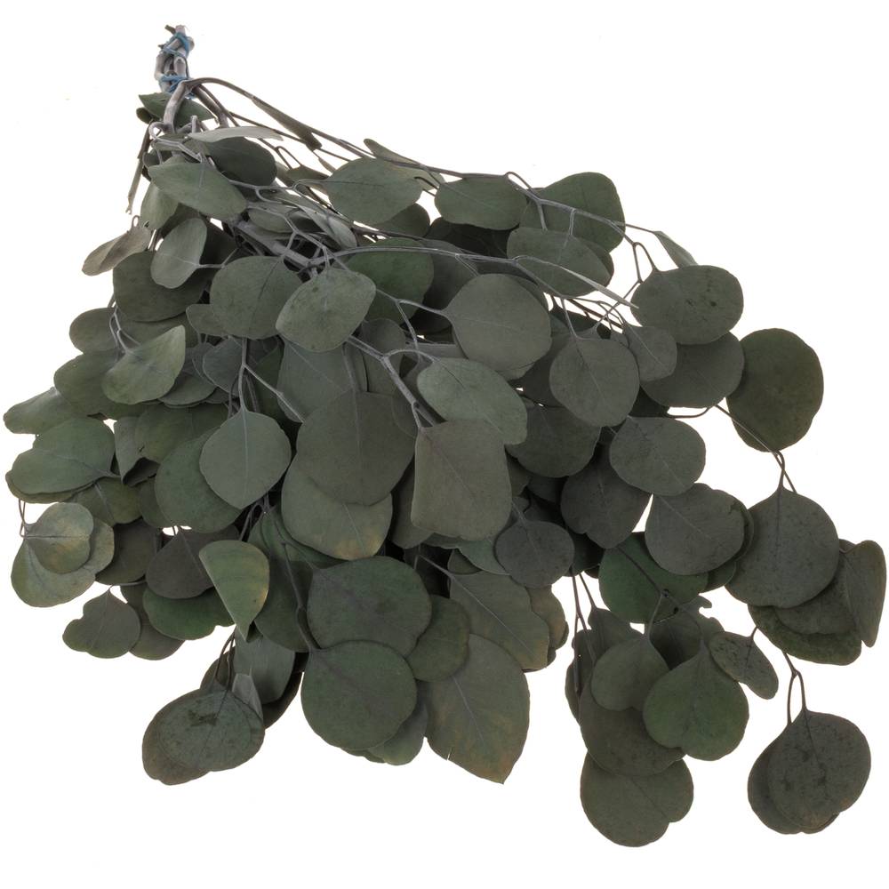 Präparierte Eukalyptus Populus