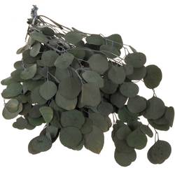 Präparierte Eukalyptus Populus