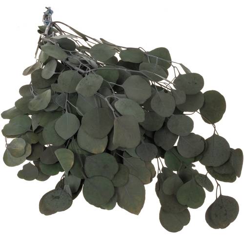 Präparierte Eukalyptus Populus