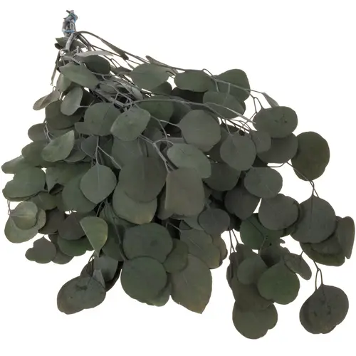 Präparierte Eukalyptus Populus