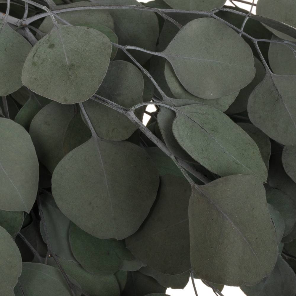 Präparierte Eukalyptus Populus