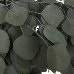 Präparierte Eukalyptus Populus