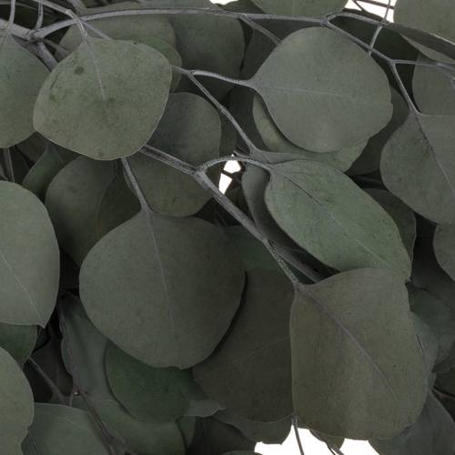 Präparierte Eukalyptus Populus
