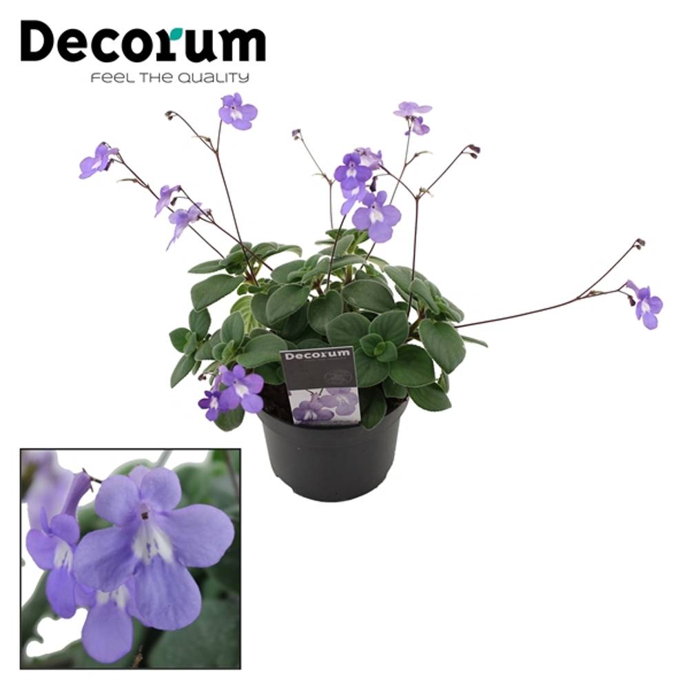 Streptocarpus Saxorum lila T13 H025