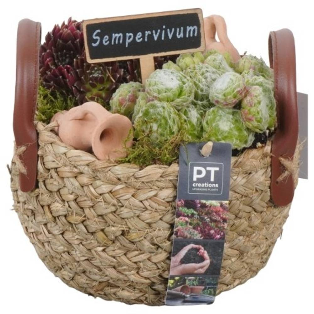 Semper.Arr PTS2721 T17 H019