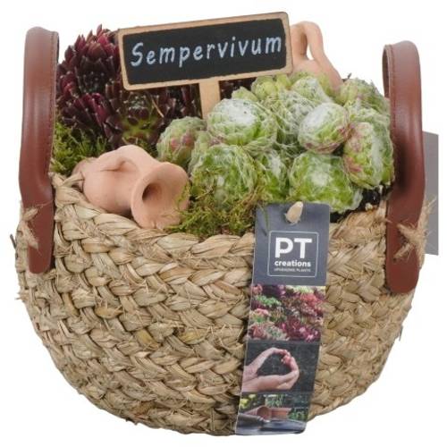 Semper.Arr PTS2721 T17 H019