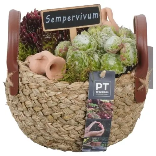 Semper.Arr PTS2721 T17 H019
