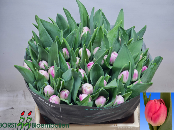 Tulpe rosa doppel Voque 28 Gramm
