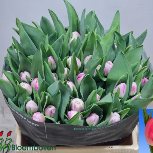 Tulpe rosa doppel Voque 28 Gramm
