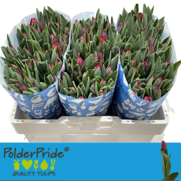 Tulpe rot Pacha 36 Gramm