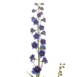Delphinium blau Sweet sesation 60cm