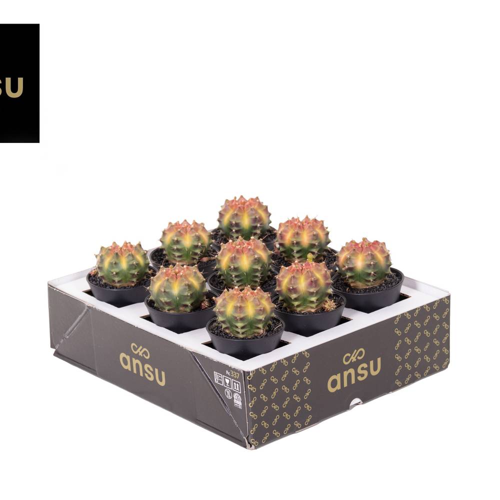 Kaktus Gymno Wheel T07,5 H013