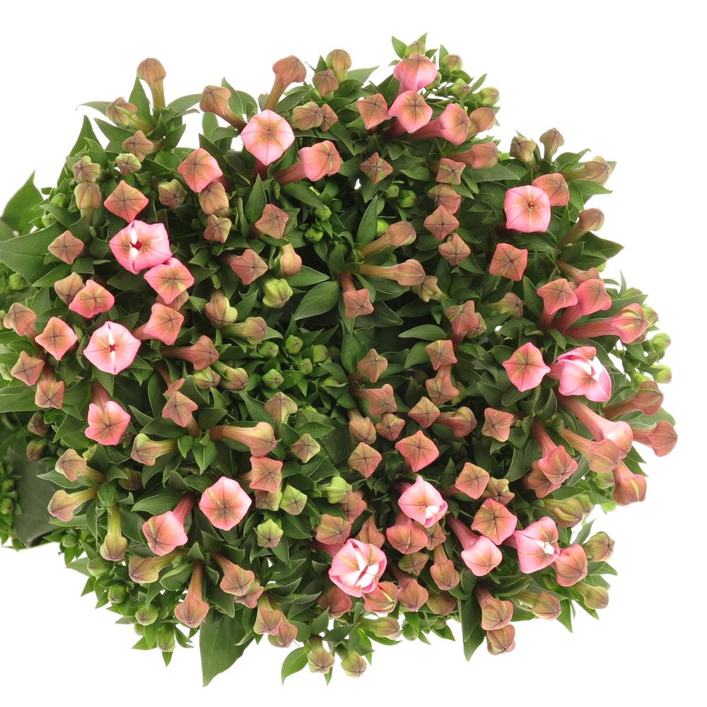 Bouvardie rosa Dark Pink 70cm