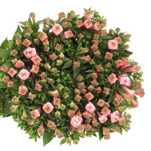 Bouvardie rosa Dark Pink 70cm