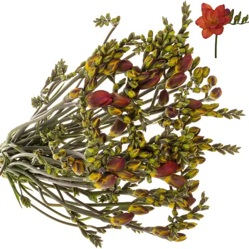 Freesie rot Ruby 24 Gramm