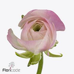 Ranunkel hell rosa-weiss  Porcelaine Israel 45cm x 30