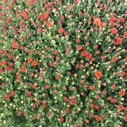 Chrysantheme Kugel orange T33 H070