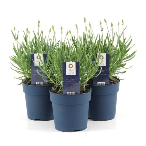 Lavendel Ang. T12 H25